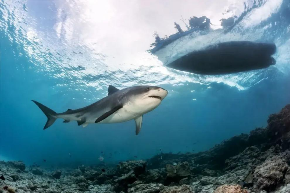 马尔代夫虎鲨岛Fuvahmulah scuba club水肺潜水套餐